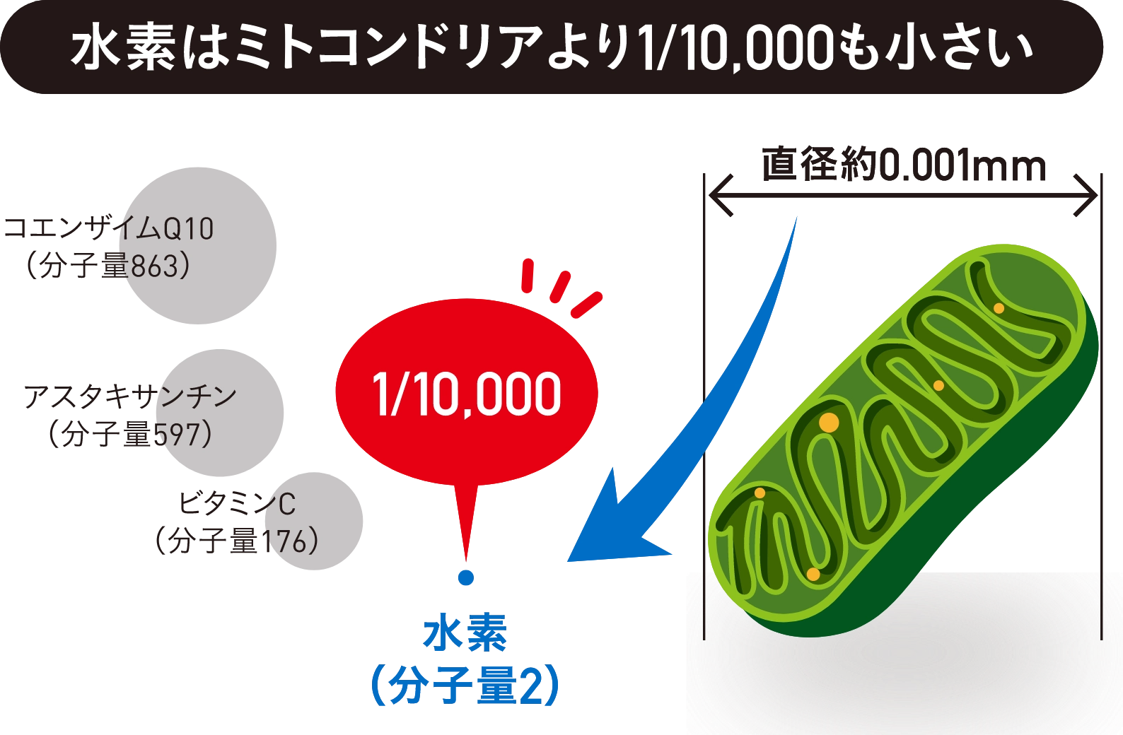 水素はミトコンドリアより1/10,000も小さい