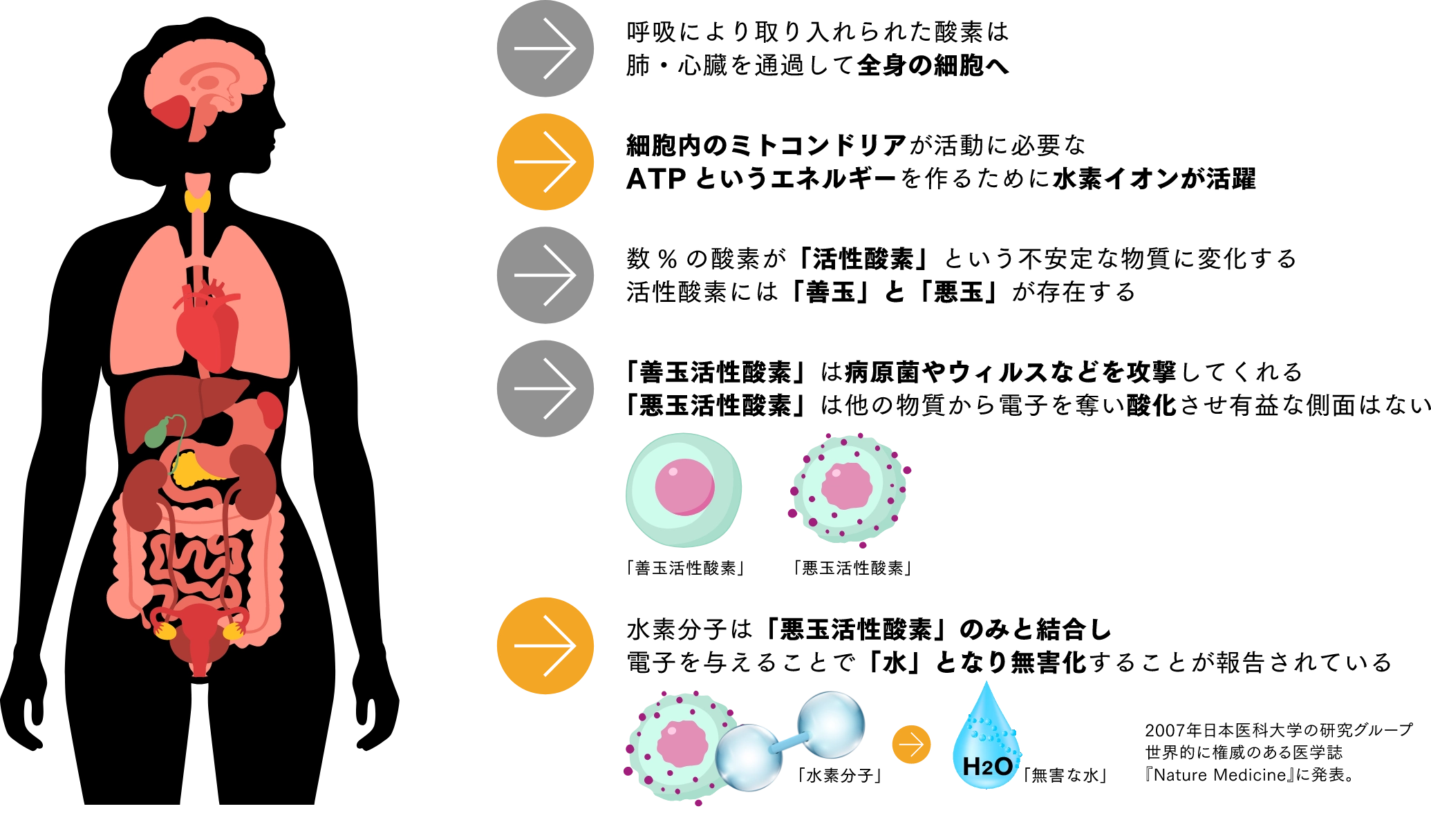 水素は悪玉活性酸素を無害化する!